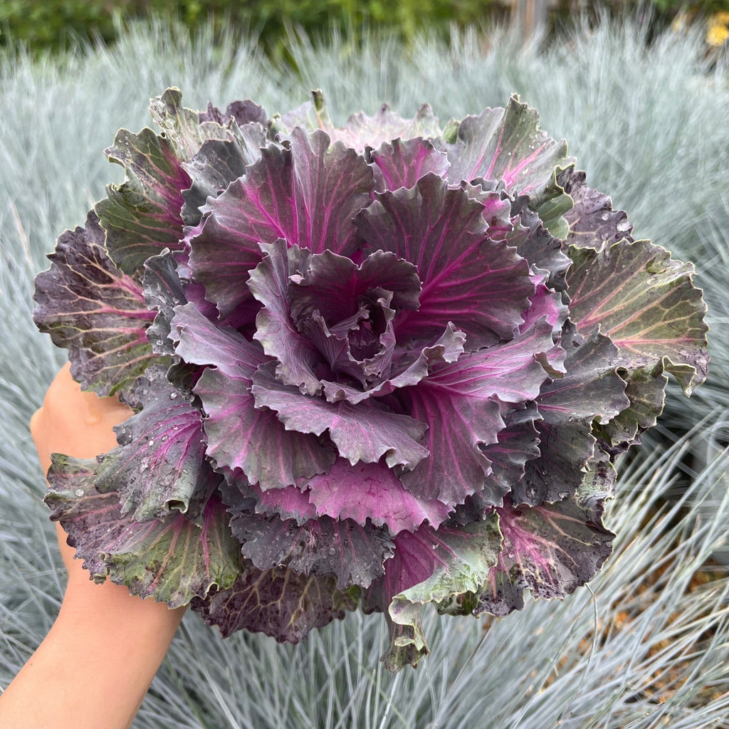 Ornamental Brassica Cabbage (3 Plants in 12cm Pots)