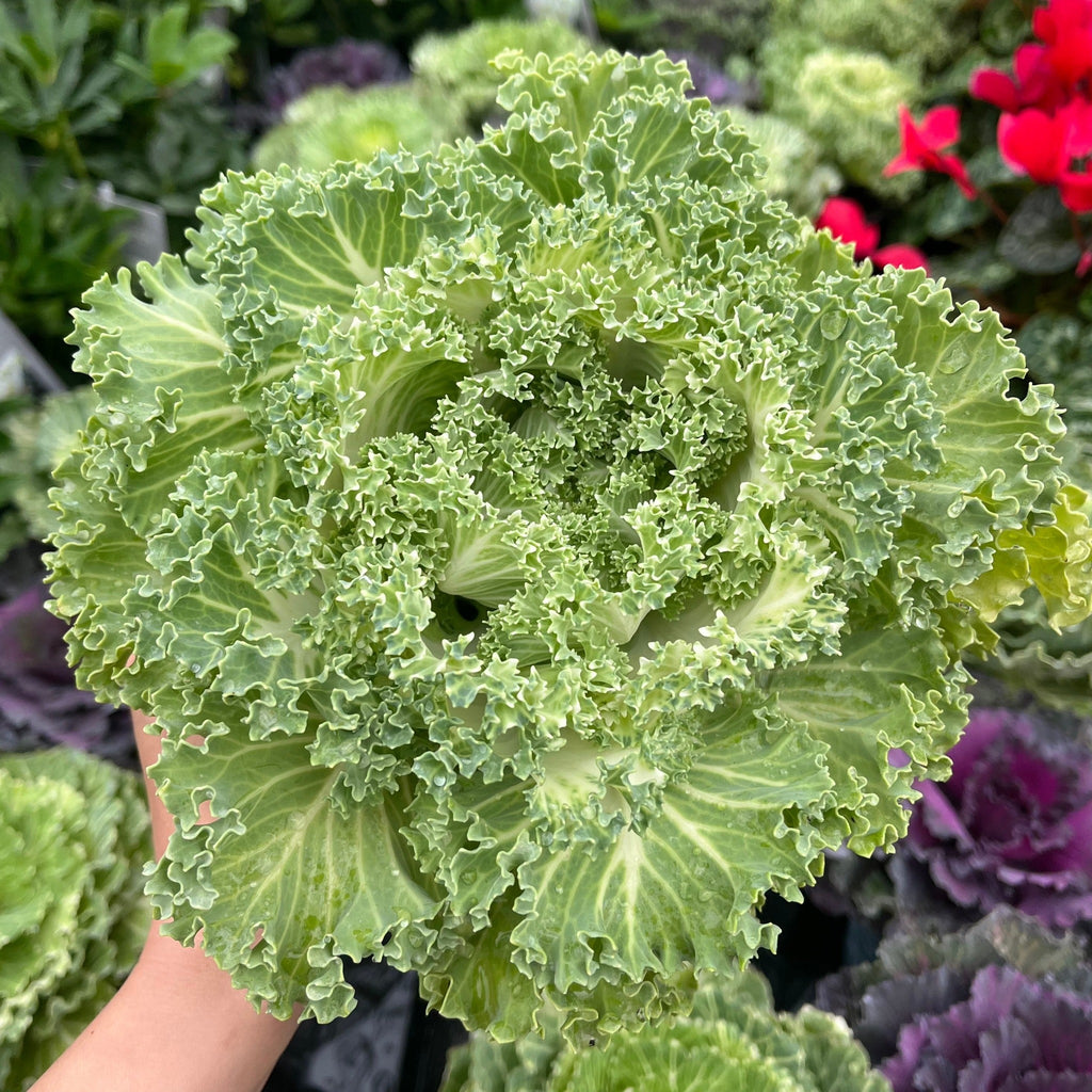 Ornamental Brassica Cabbage (3 Plants in 12cm Pots)