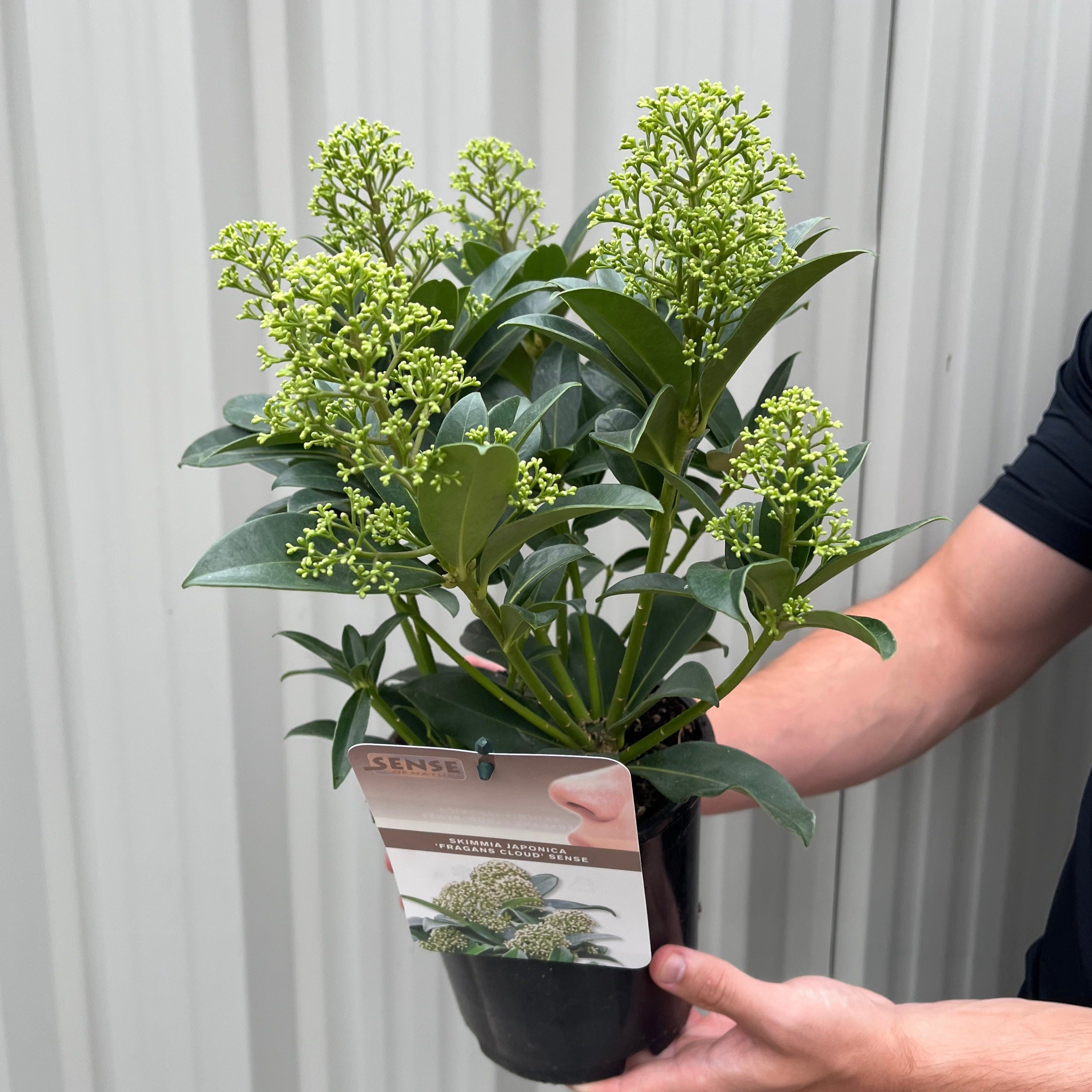 Skimmia japonica 'Fragrant Cloud' 9cm/2L/5L