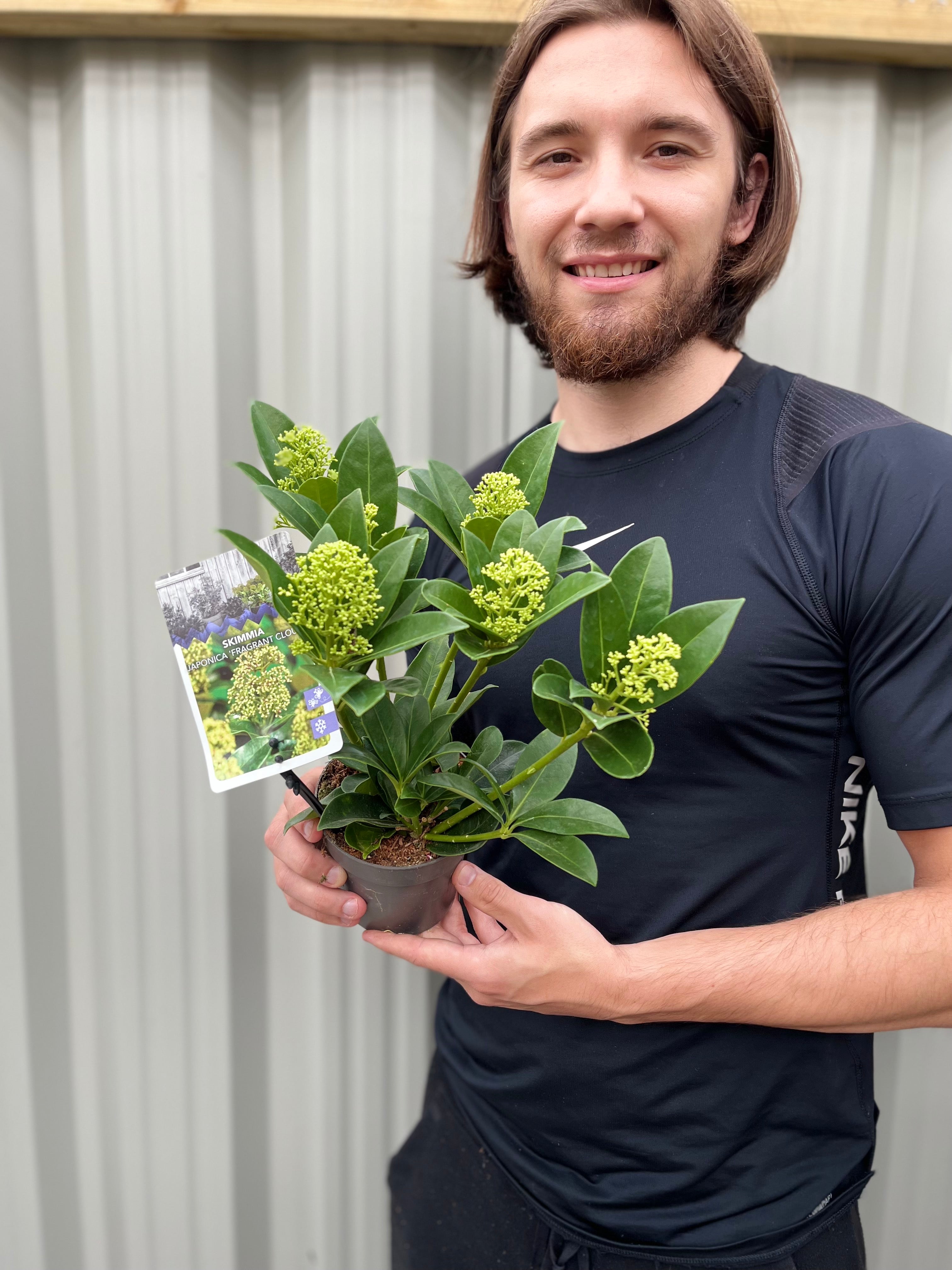 Skimmia japonica 'Fragrant Cloud' 9cm/2L/5L