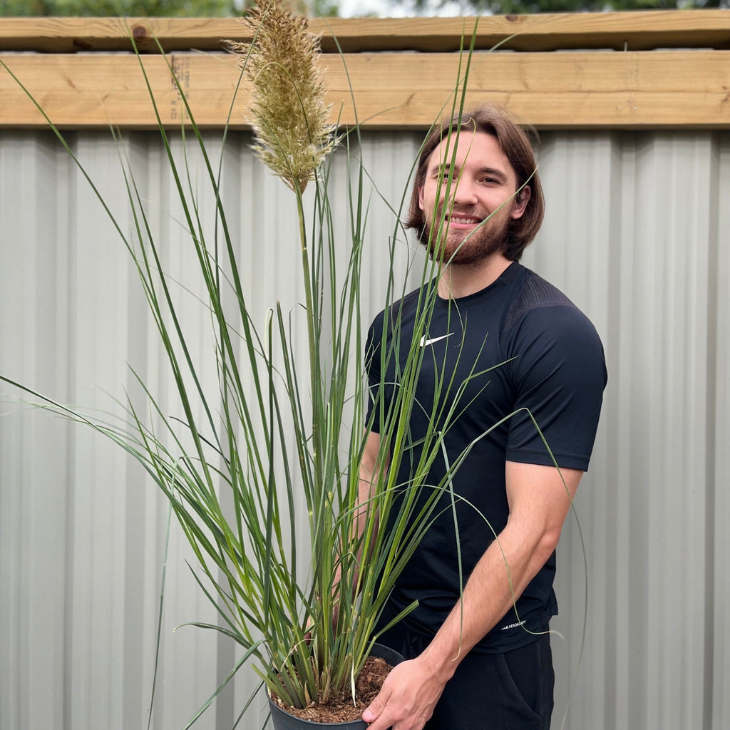 Pampas Grass - Cortaderia selloana Pumila 2L/5L