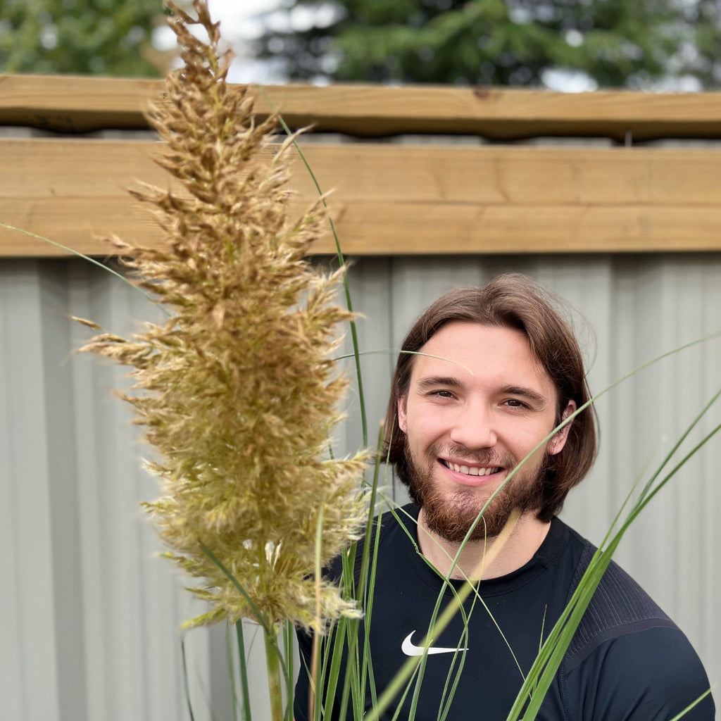 Pampas Grass - Cortaderia selloana Pumila 2L/5L