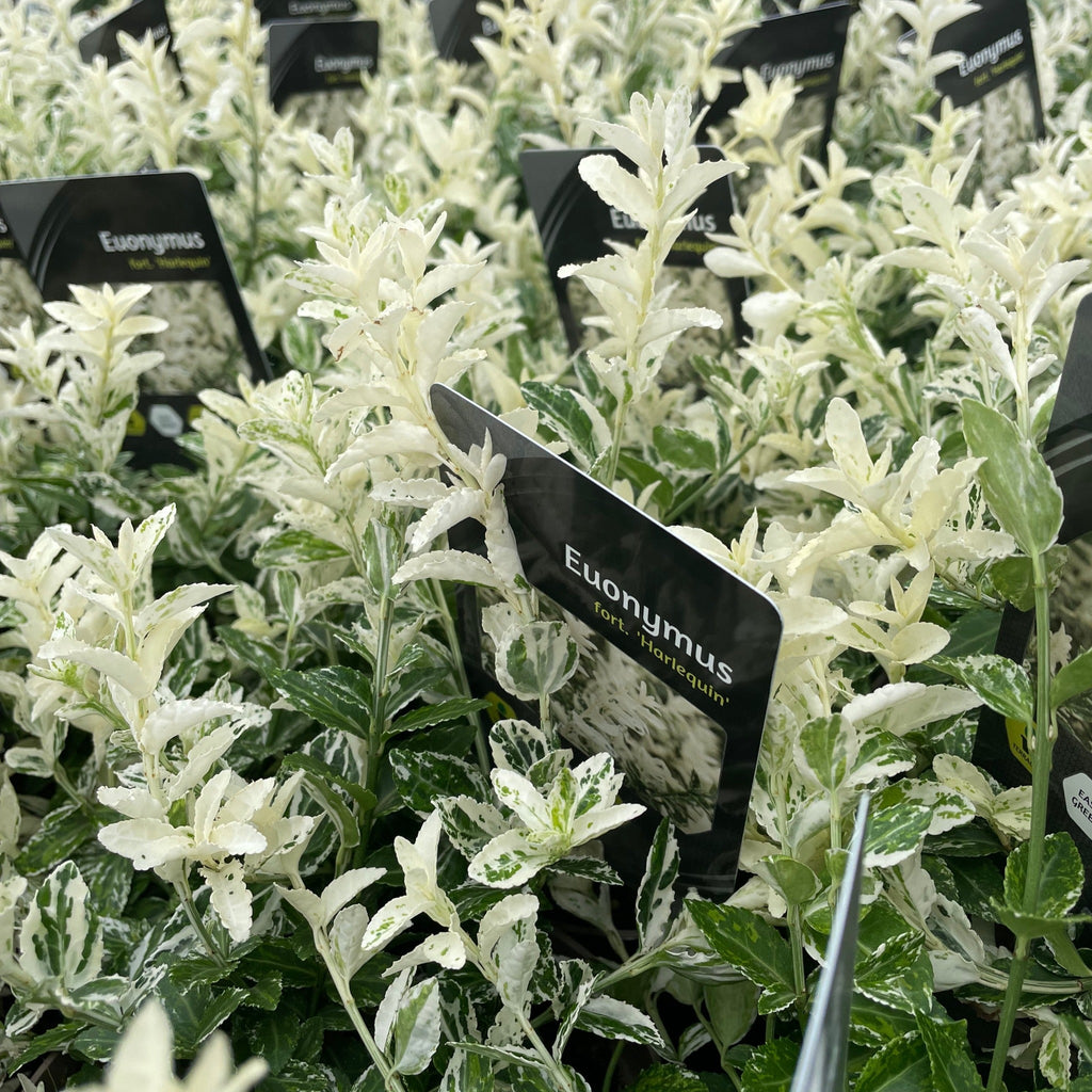 Euonymus fortunei 'Harlequin' 10L