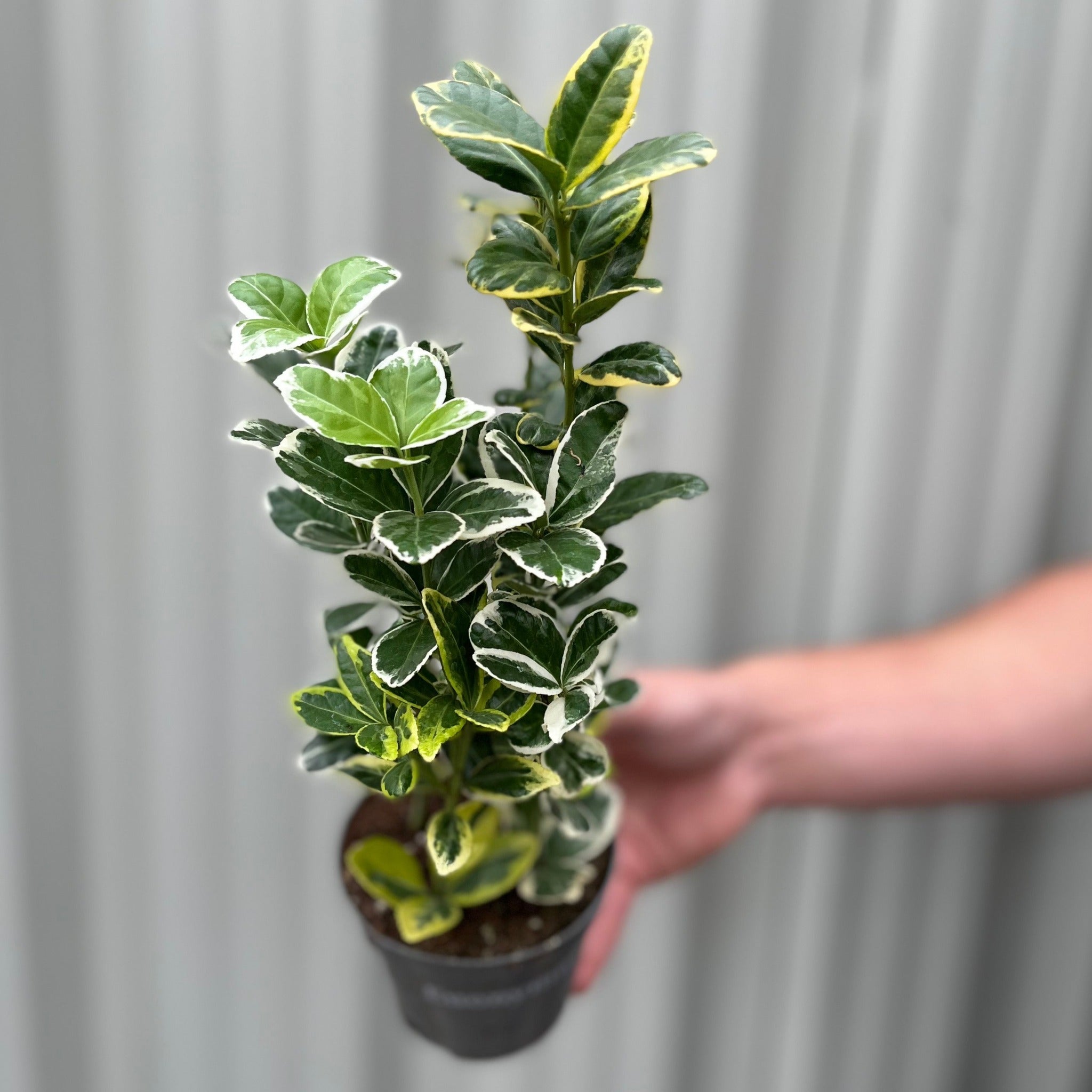 Euonymus japonica Twins (9cm Pot)