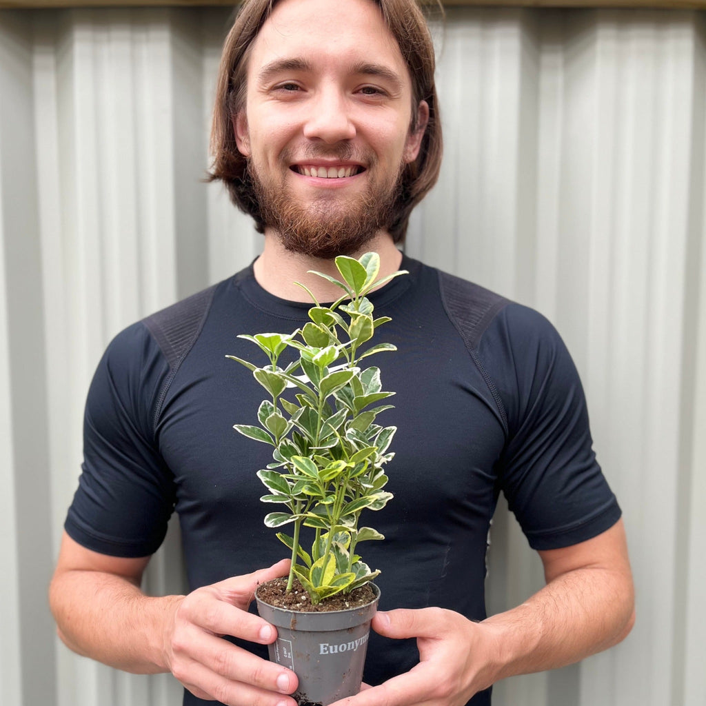 Euonymus japonica Twins (9cm Pot)