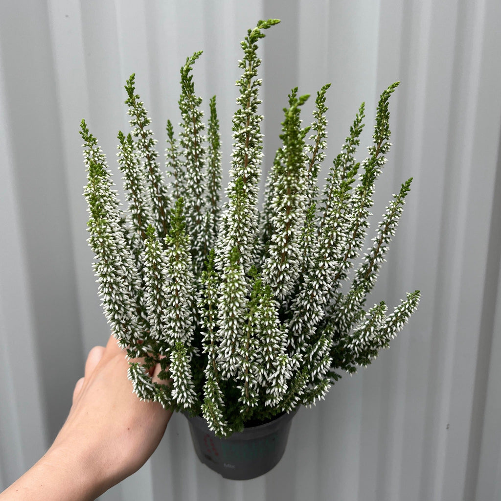 Calluna Heather White (9cm Pot)