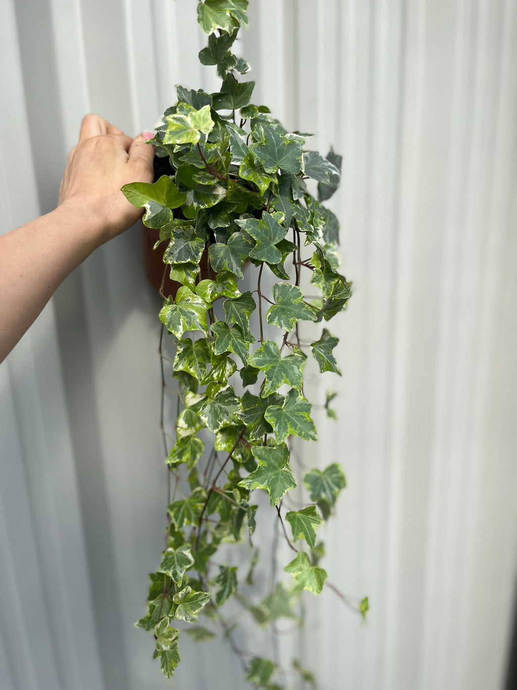 Hedera Helix - Trailing Variegated Ivy (9cm/14cm Pots)