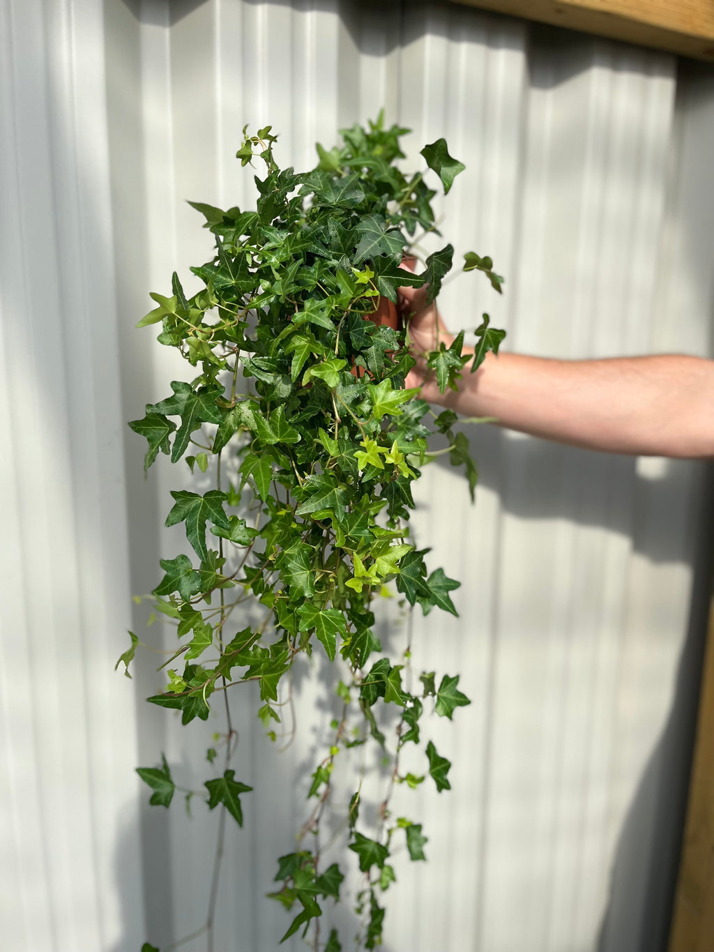 Hedera Helix - Trailing Ivy 1.5L