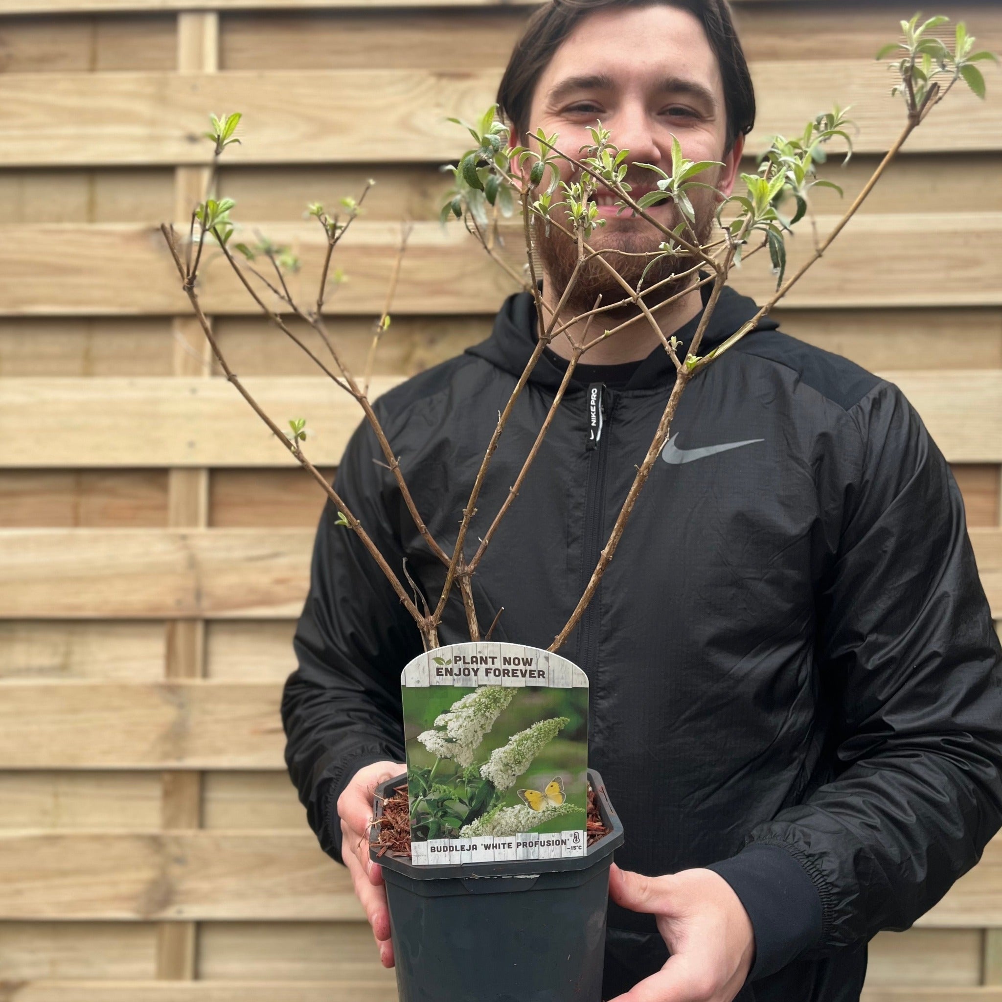 Buddleja davidii 'Manho White’ 1L / 2L