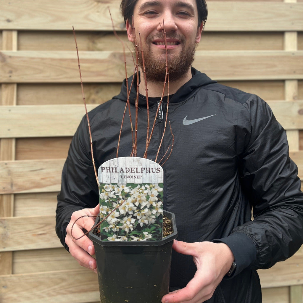 Philadelphus 'Lemoinei' Mock Orange 2L