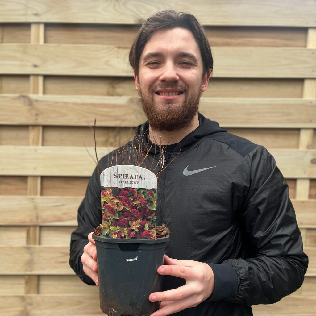 Spiraea japonica 'Firelight' 9cm / 1L / 2L