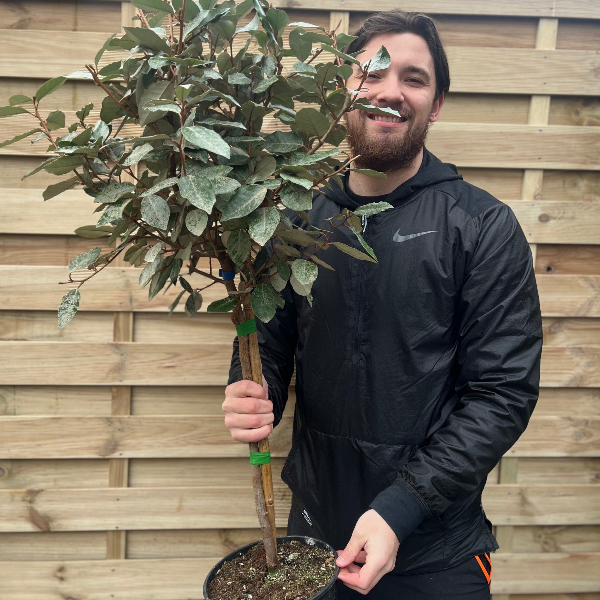 Elaeagnus x ebbingei Compacta Patio Tree (90-100cm)