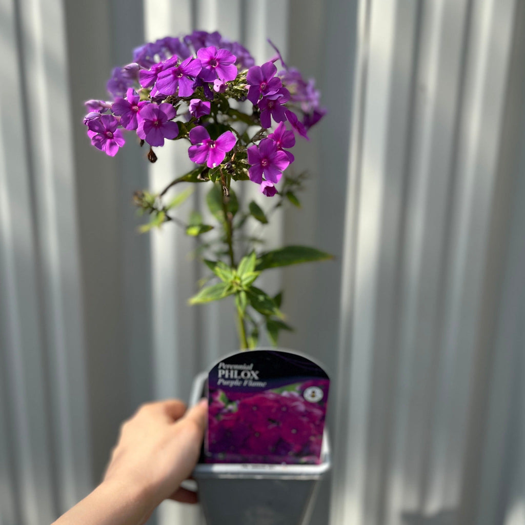 Phlox paniculata 'Purple Flame' 1L