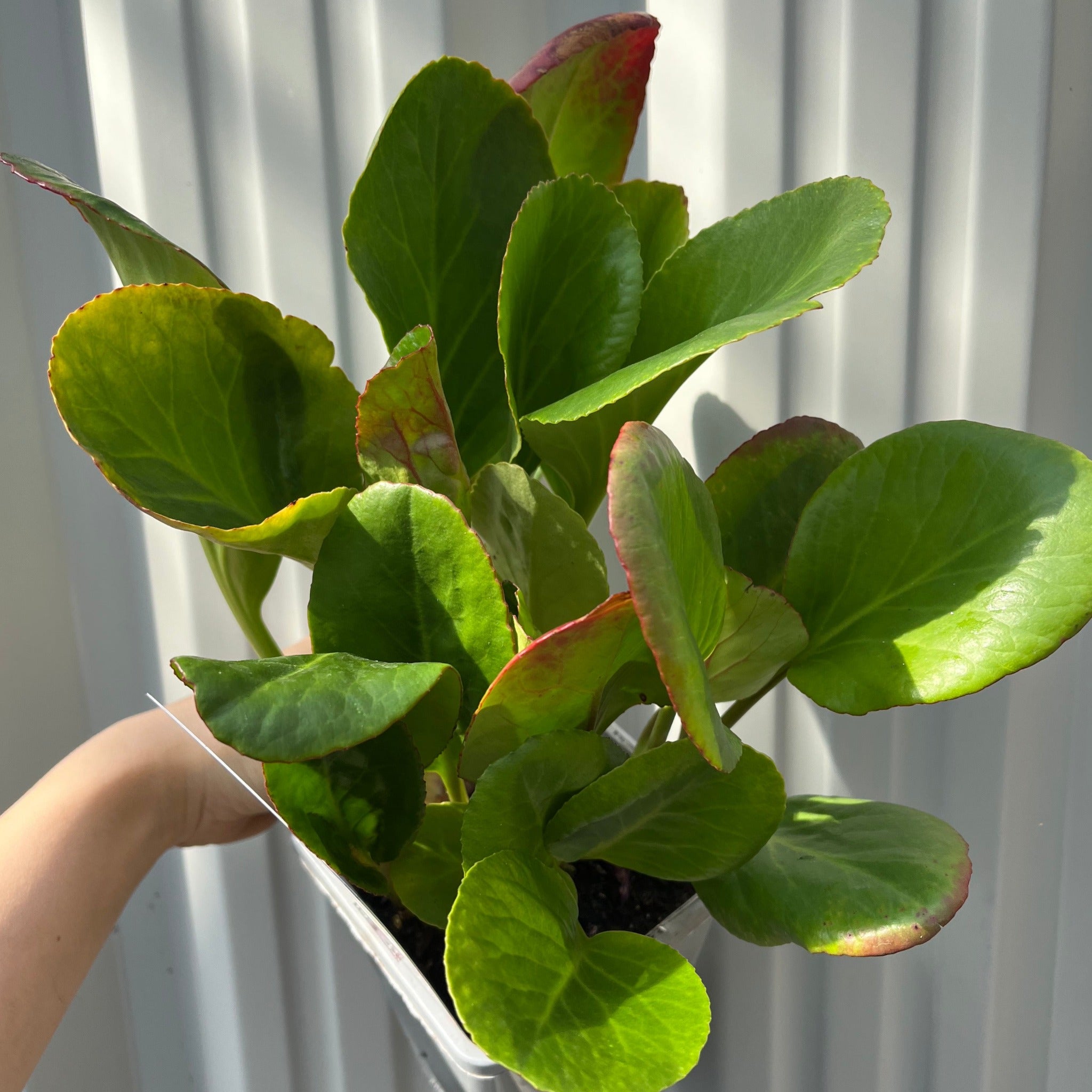 Bergenia cordifolia 'Purpurea' (Elephant's Ears) - Two sizes available