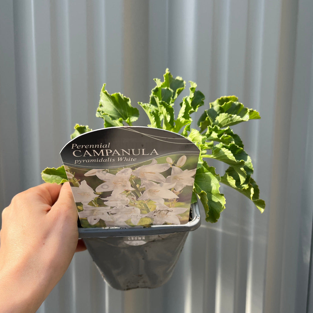 Campanula pyramidalis White 1L