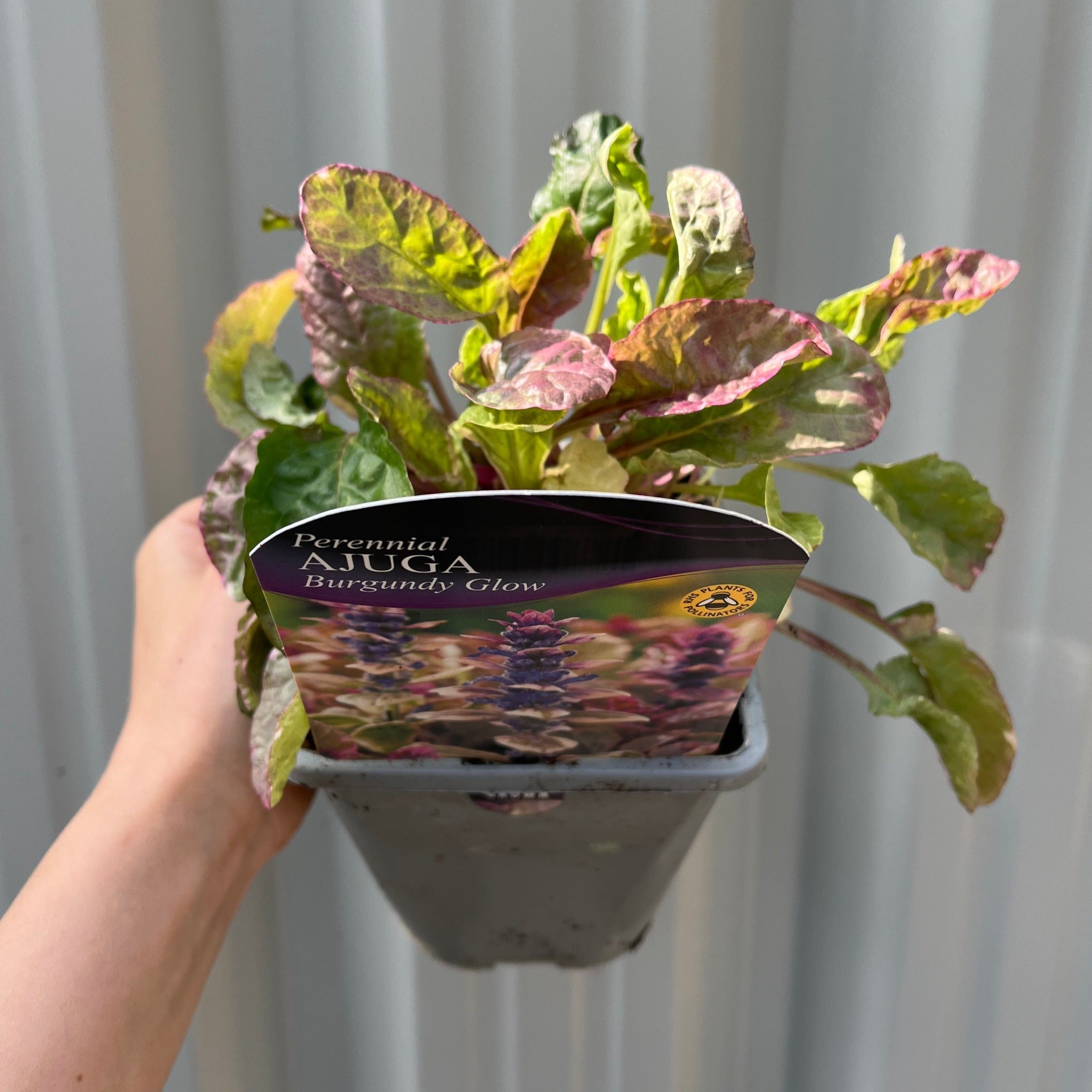 Ajuga 'Burgundy Glow' 1.5L
