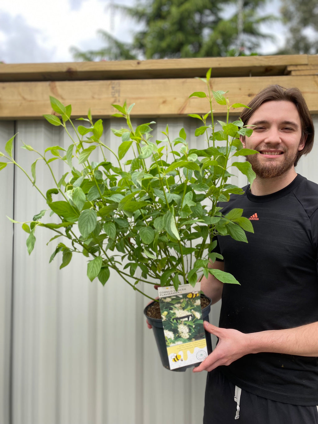Cornus sericea 'Flaviramea' - Golden Twig Dogwood 3L
