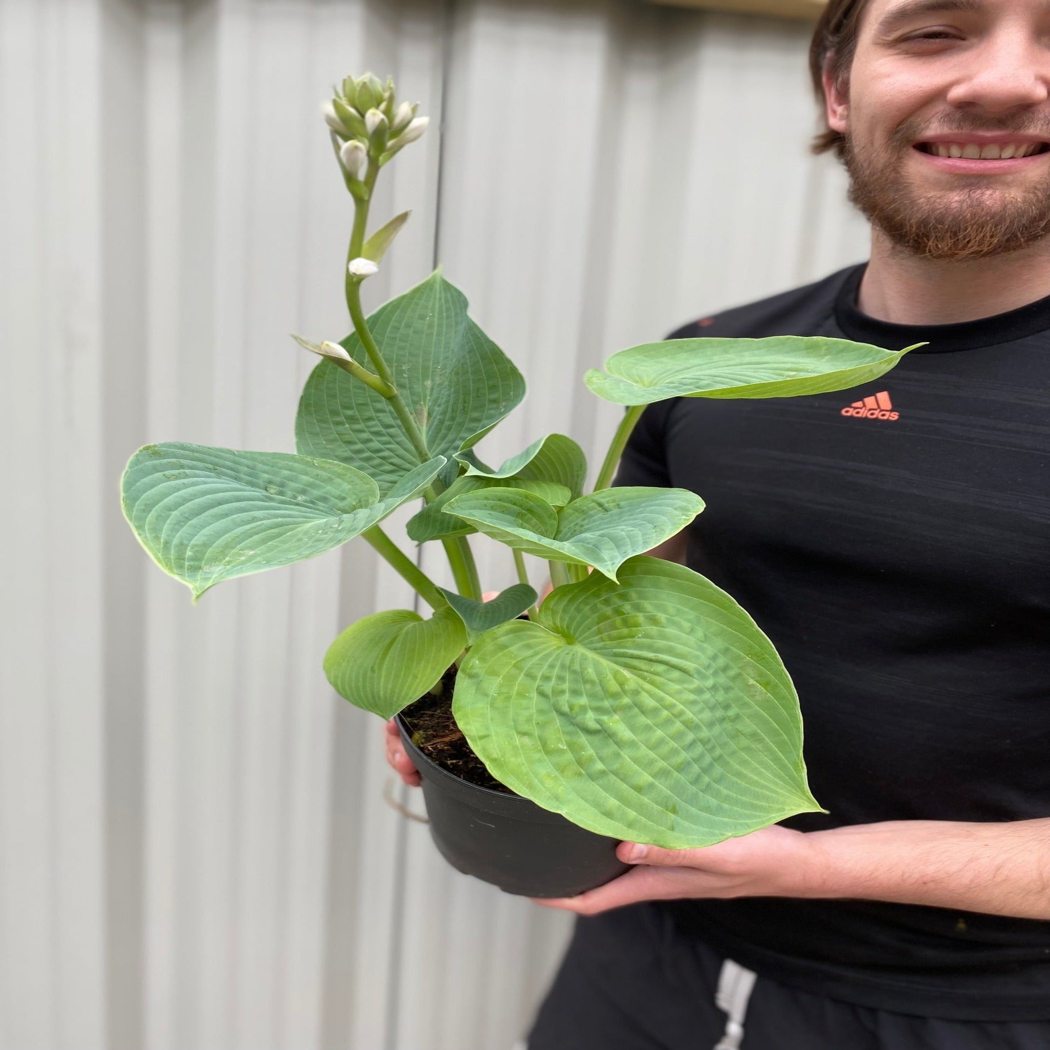 Hosta sieboldiana var. elegans 'Plantain Lily' 1.5L