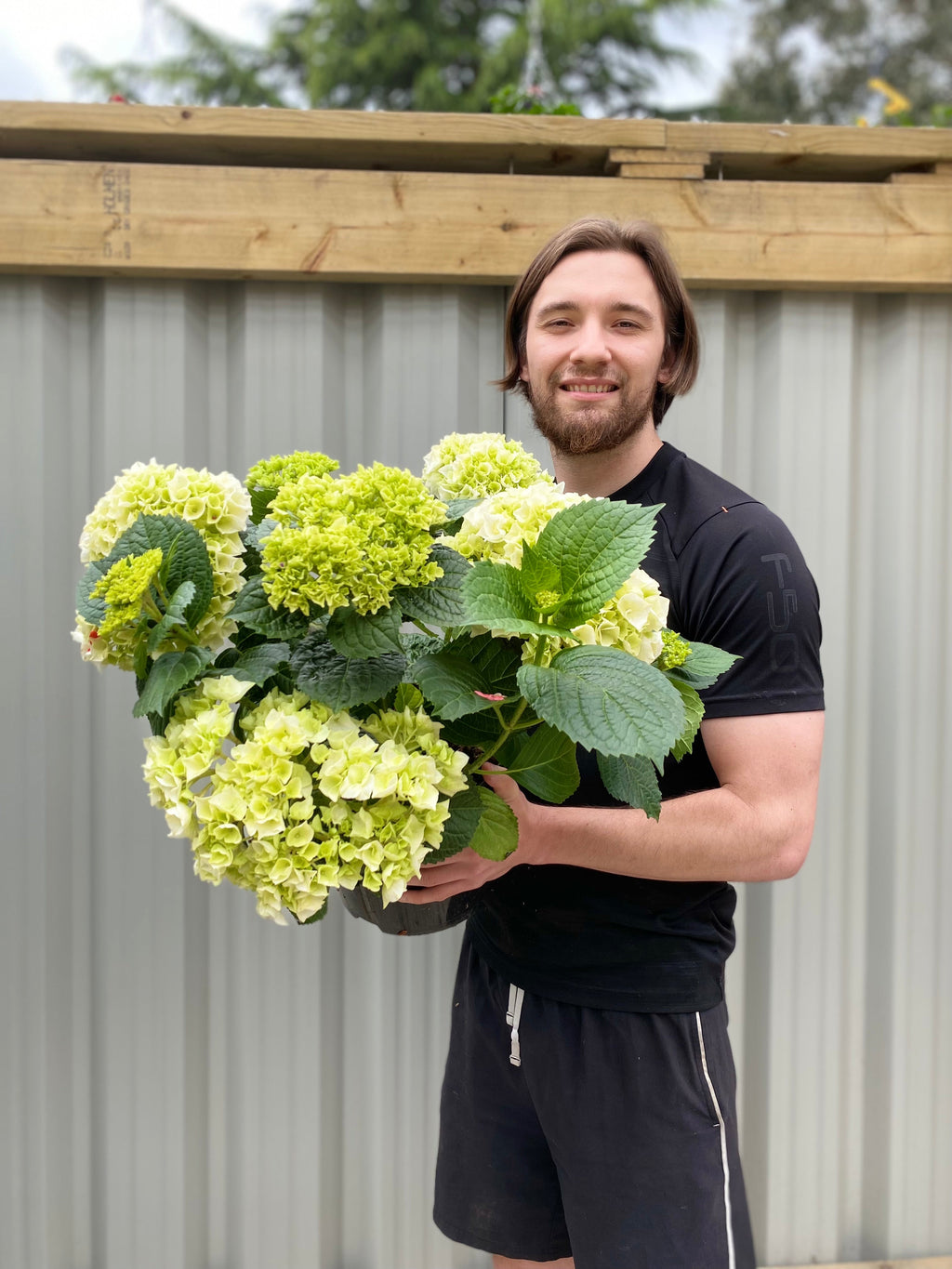 Hydrangea macrophylla 'White Ball' 9cm-10L