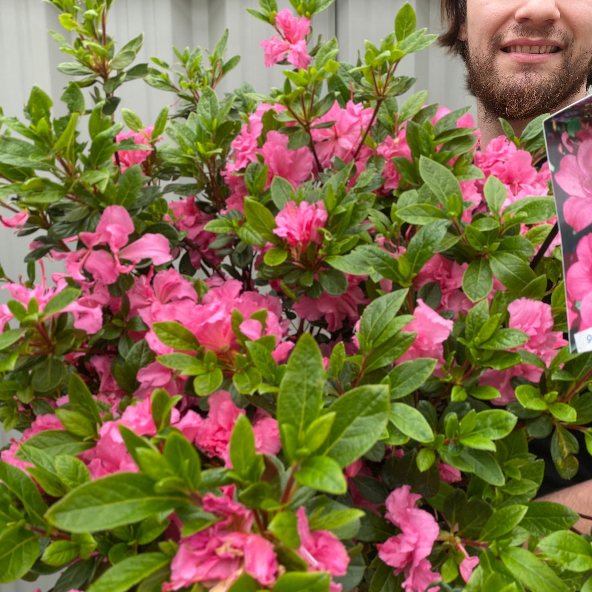 Azalea 'Conny' 1.5L/2L/10L