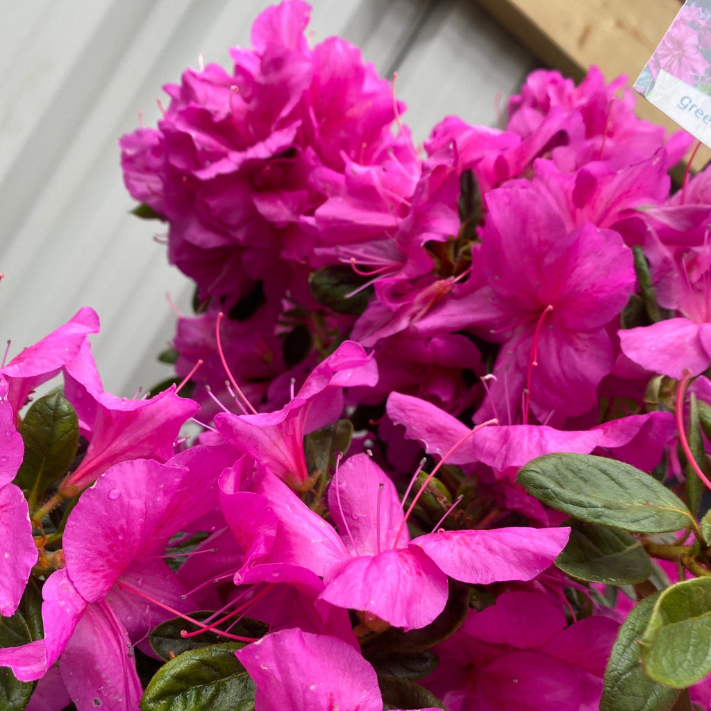 Azalea 'Koningstein' 10L