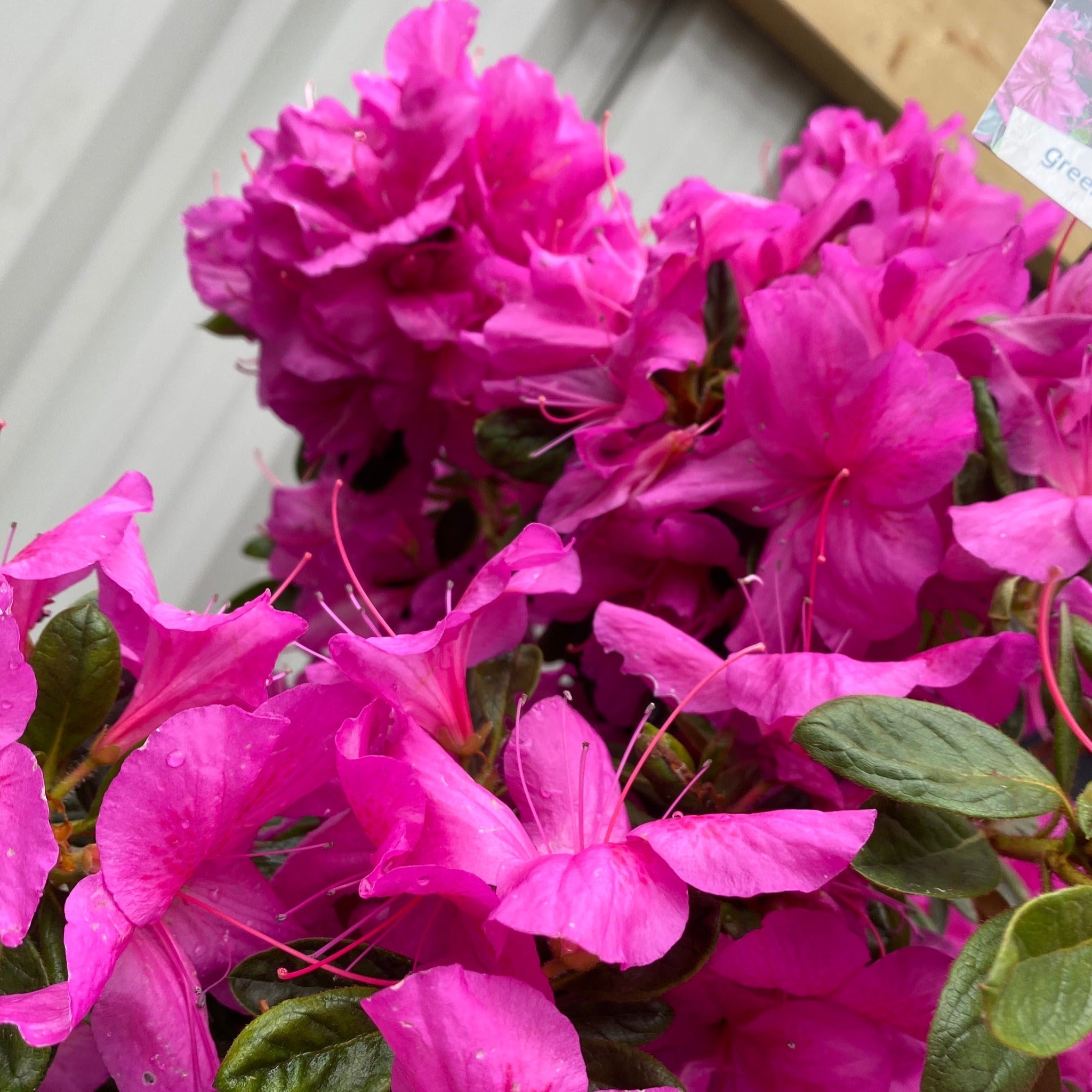 Azalea 'Koningstein' 3L