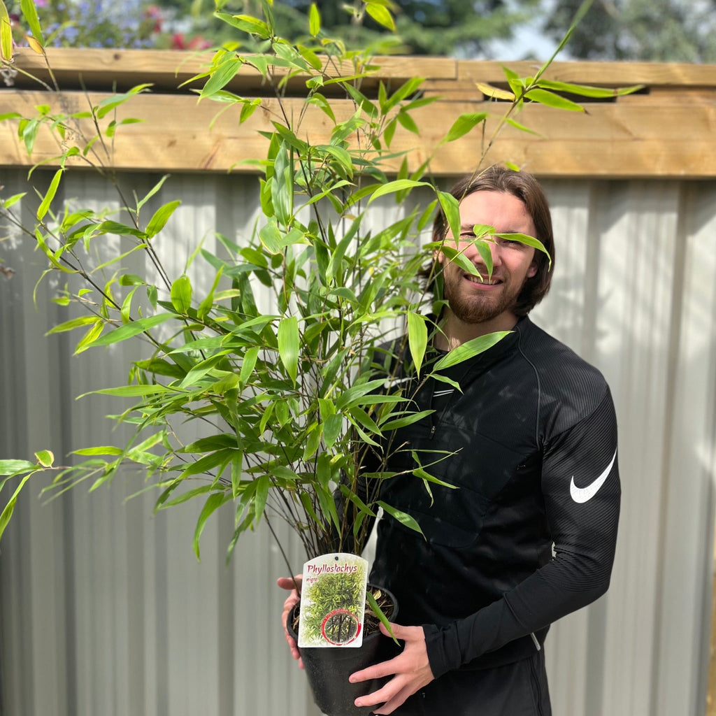 Phyllostachys nigra | Black Bamboo 80-90cm (Multi-Buy Offers)