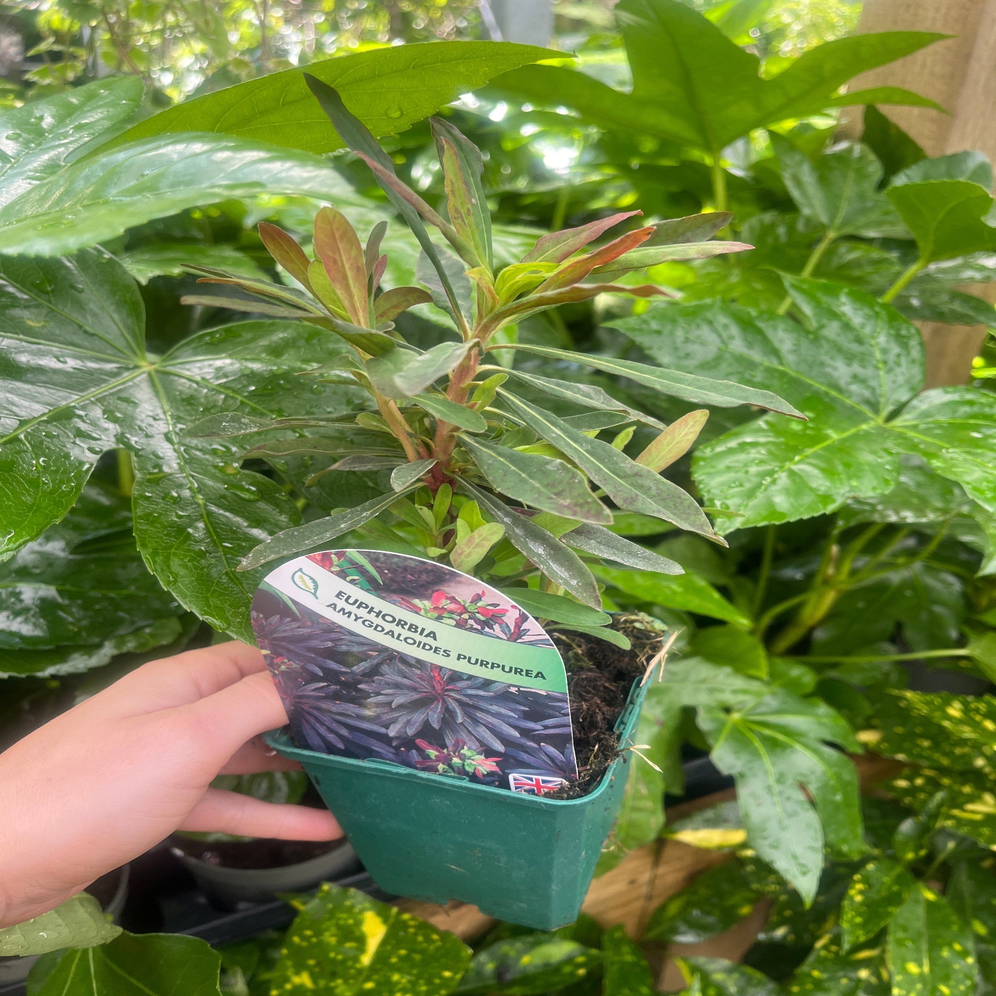 Euphorbia Amygdaloides 'purpurea' 9cm/2L