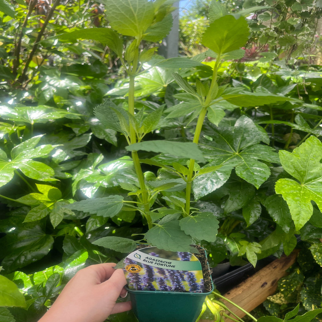 AGASTACHE 'Blue Fortune' 9cm