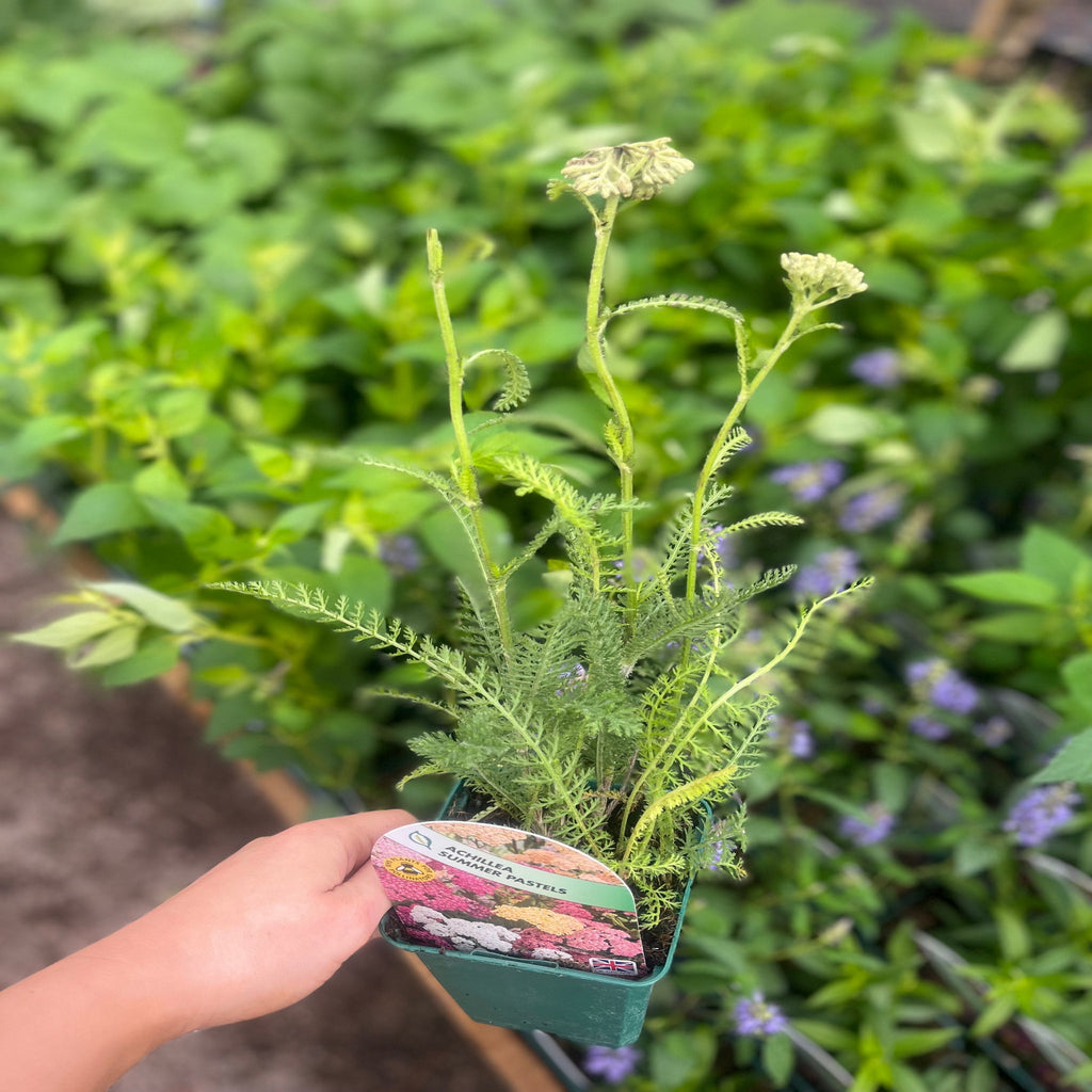 Achillea - Summer Pastels 9cm