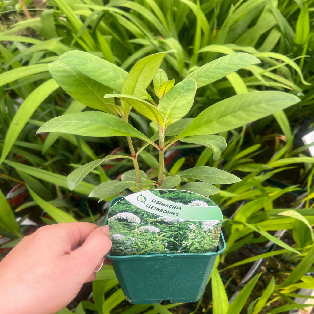 Lysimachia clethroides 9cm