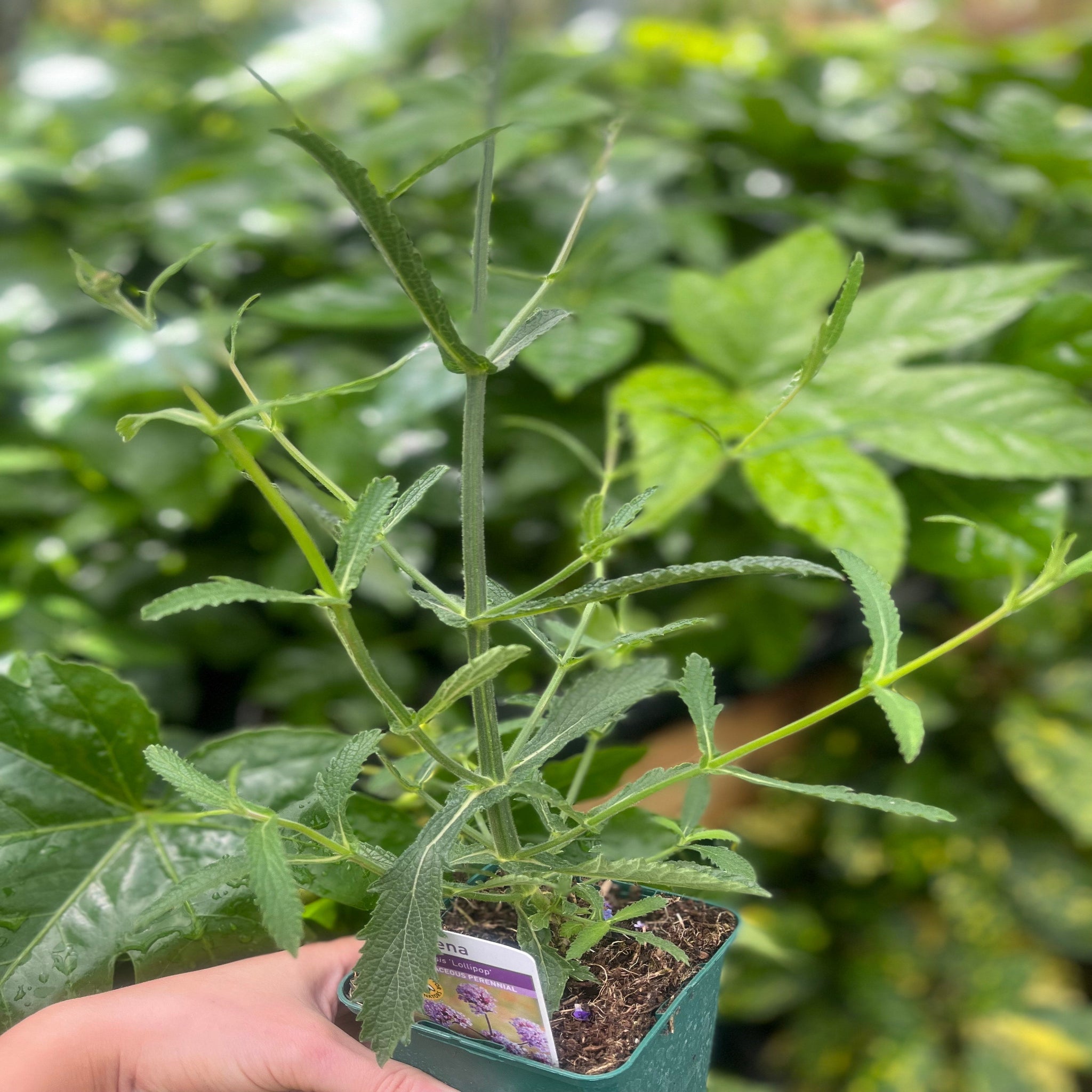 Verbena bonariensis Lollipop 9cm/2L