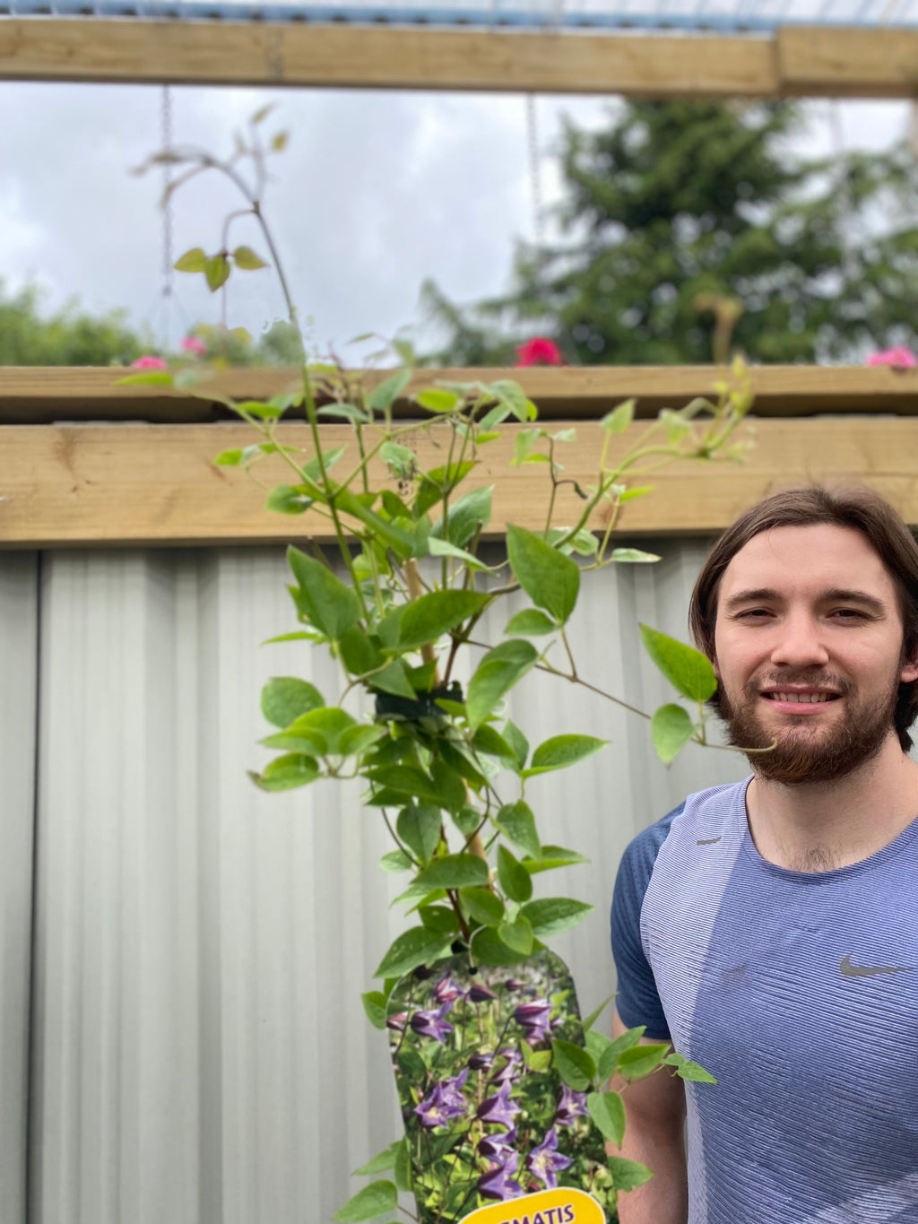Clematis 'Prince William' 70cm ('Zo08171')
