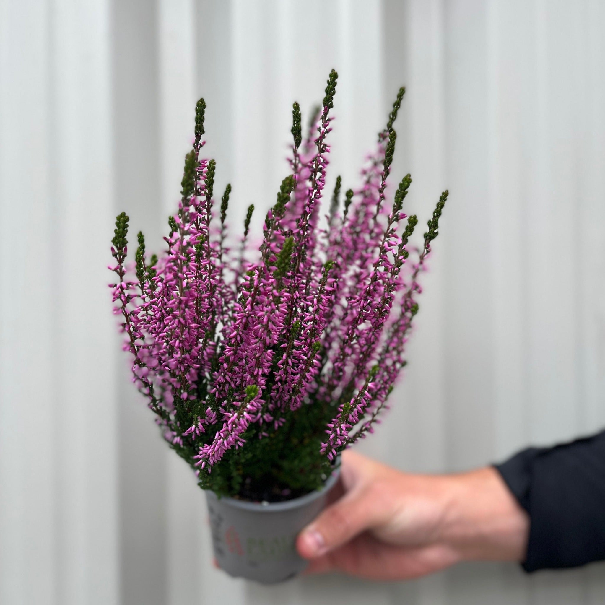 Mix of 3 Calluna Heather (9cm Pot)