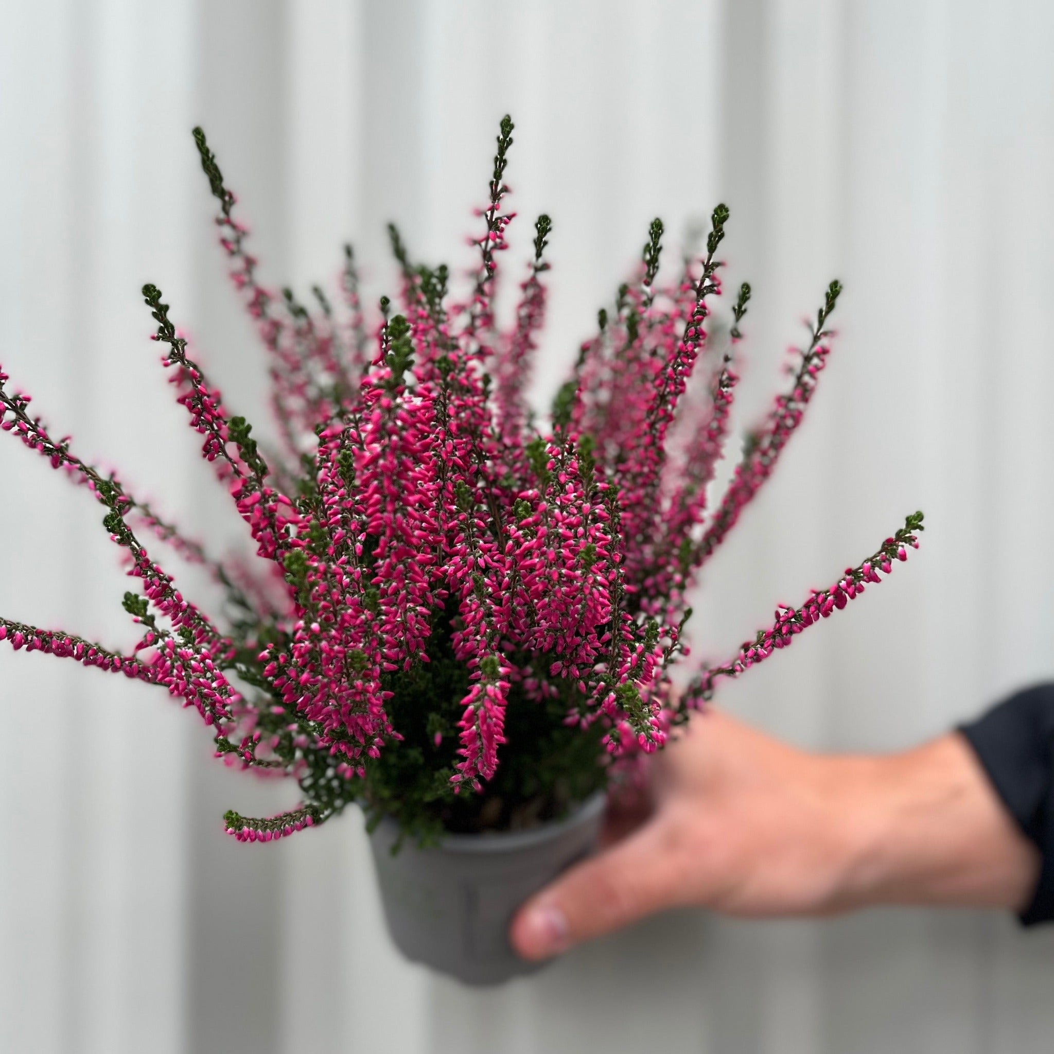 Mix of 3 Calluna Heather (9cm Pot)