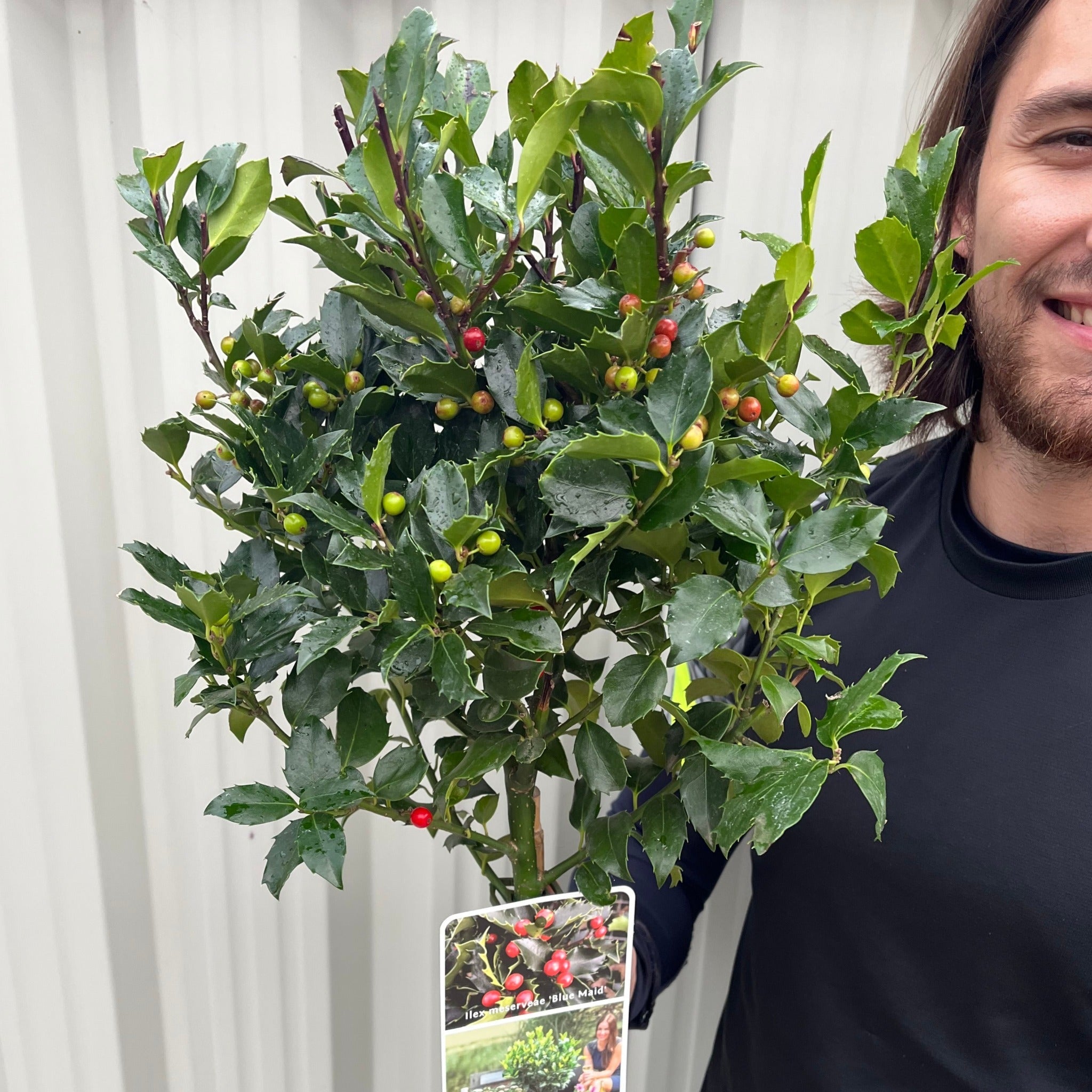 Standard Holly Tree | Ilex meserveae 'Blue Maid' | 50-60cm, 80-90cm