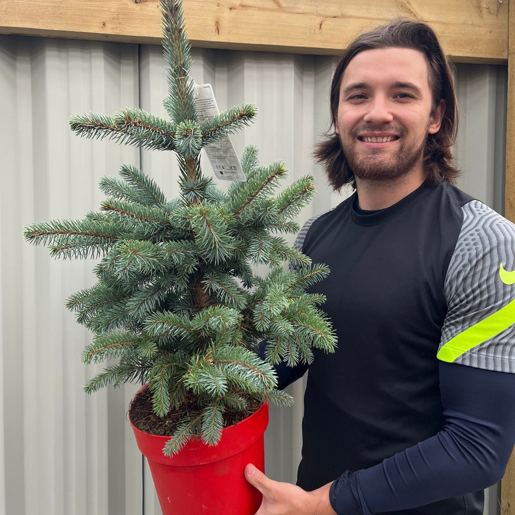 Potgrown Real Christmas Tree | Picea pungens 'Super Blue' | 50-60cm