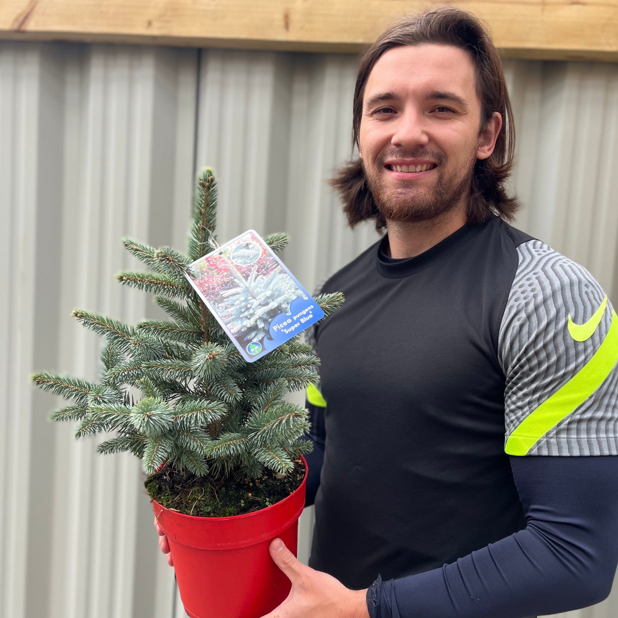Potgrown Real Christmas Tree | Picea pungens 'Super Blue' | 30-40cm