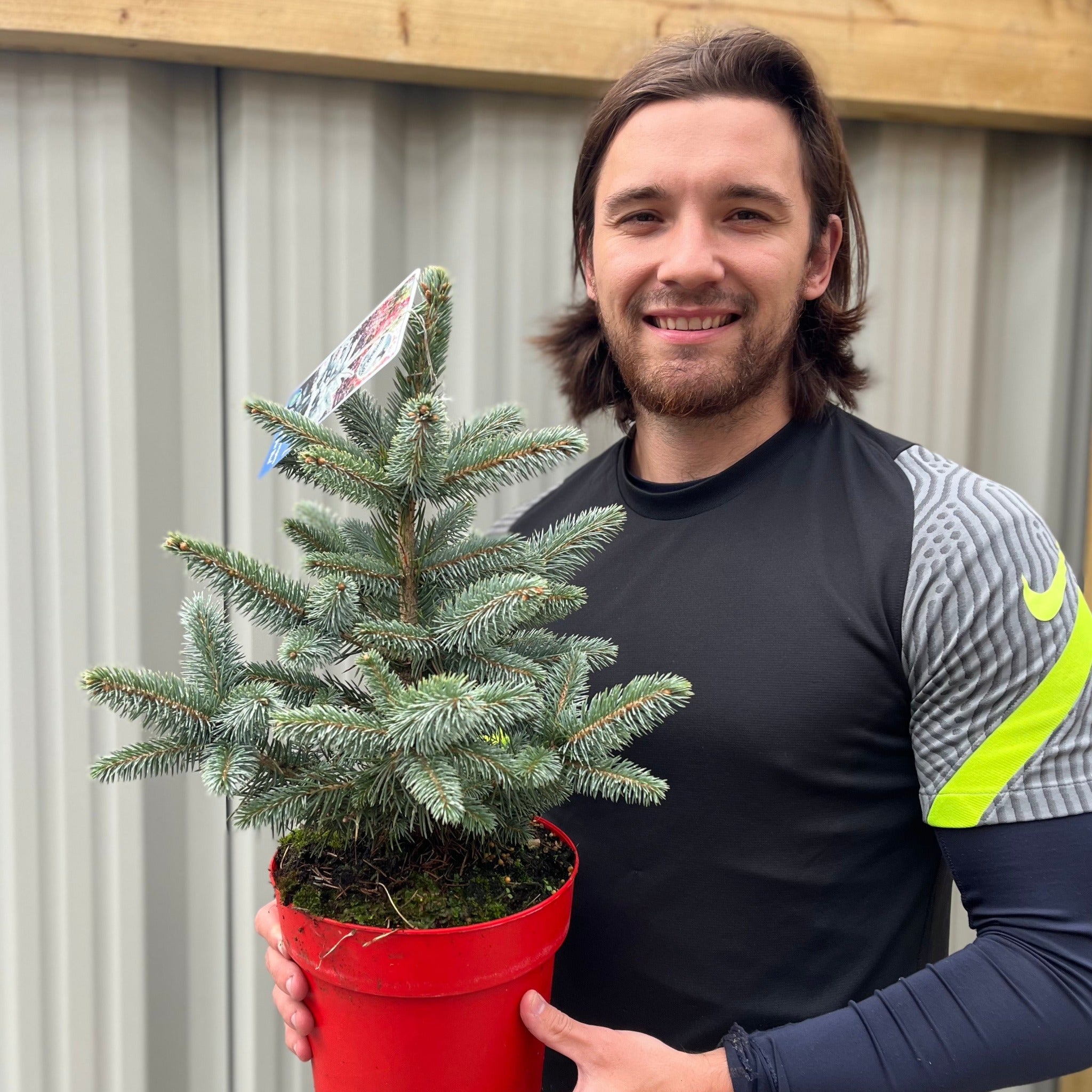 Potgrown Real Christmas Tree | Picea pungens 'Super Blue' | 30-40cm