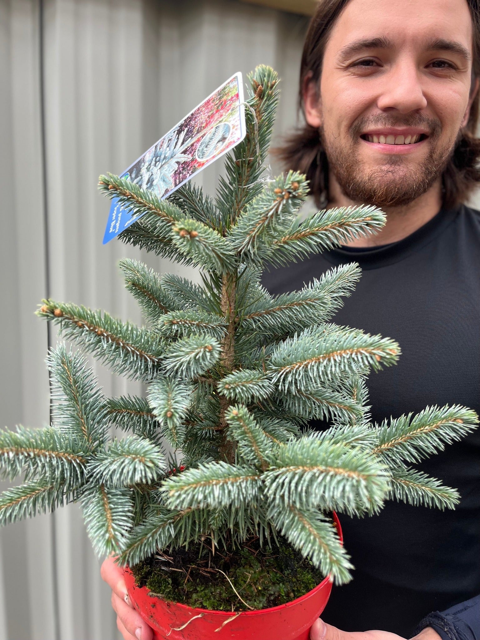 Potgrown Real Christmas Tree | Picea pungens 'Super Blue' | 30-40cm