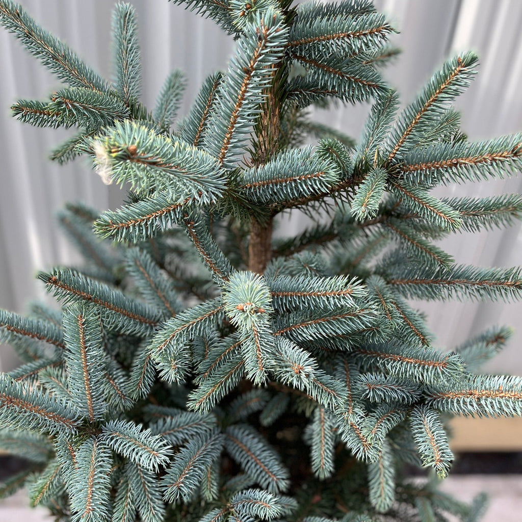 Potted Real Christmas Tree | Picea pungens Super Blue | 70-80cm