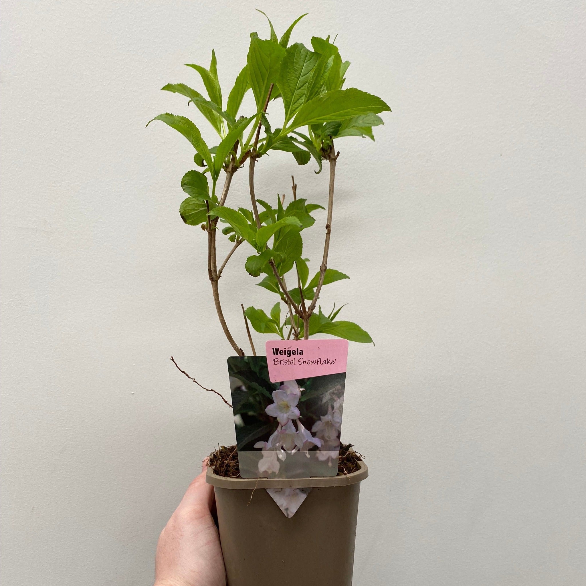 Weigela 'Bristol Snowflake' 1L / 2L