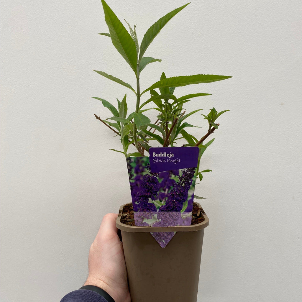 Buddleja davidii 'Black Knight' 1L / 2L