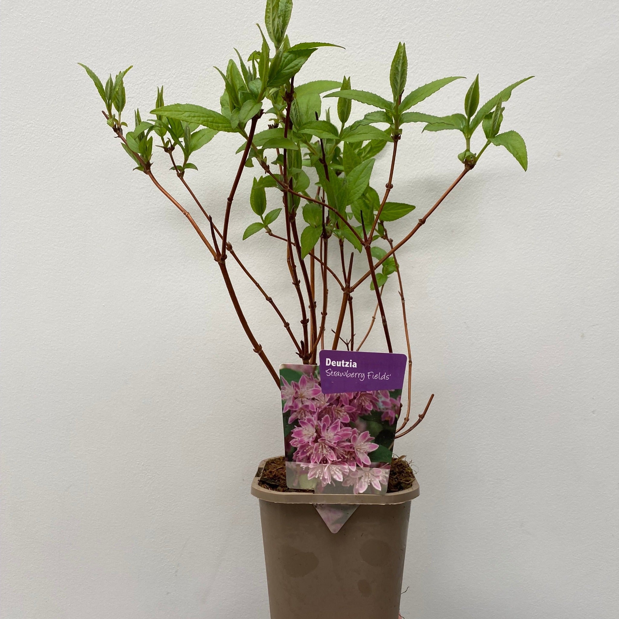 Deutzia x hybrid 'Strawberry Fields' 1L/2L