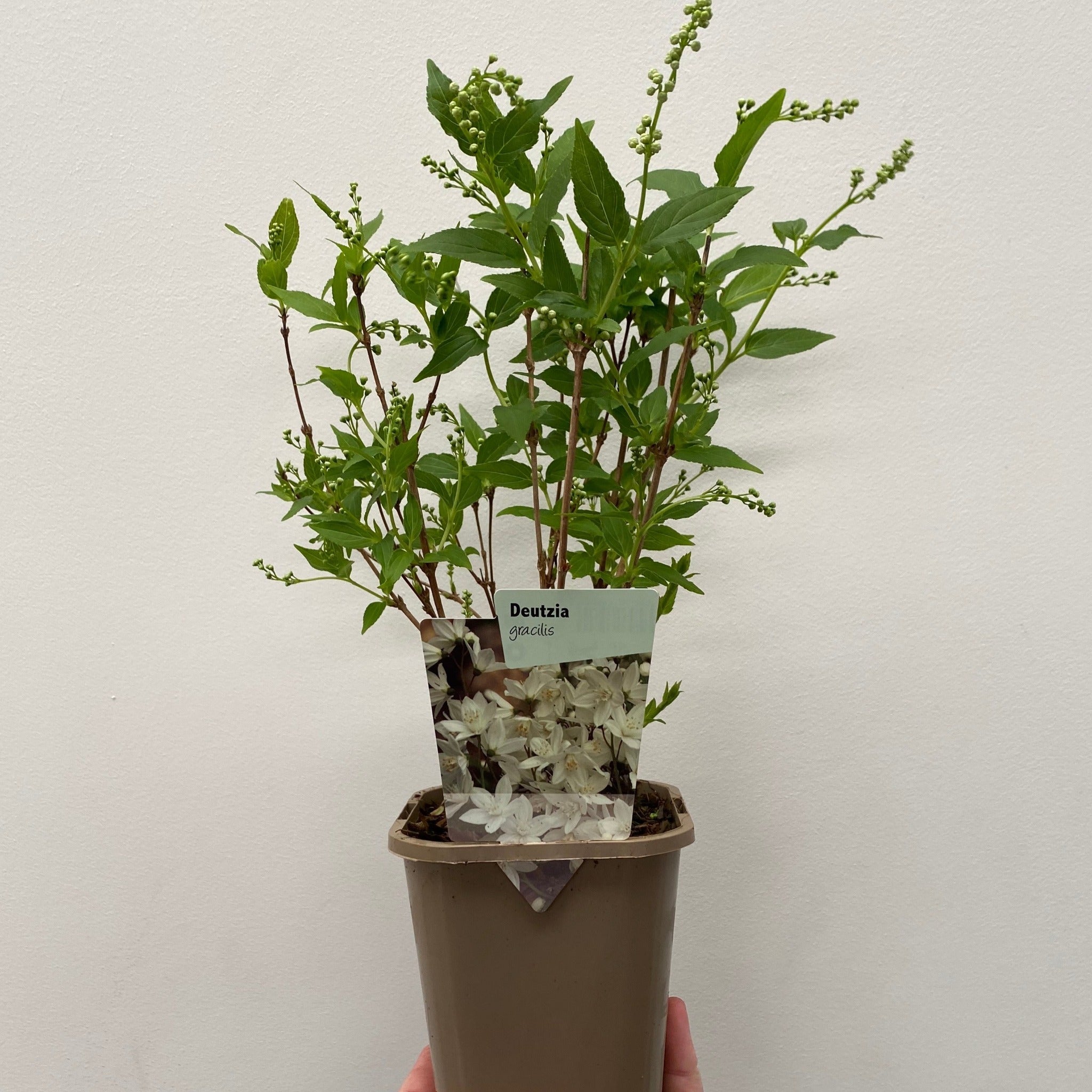 Deutzia gracilis 1L/2L