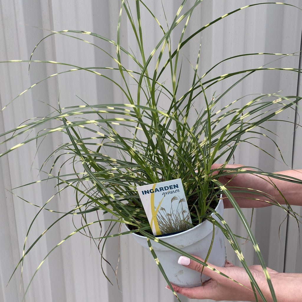 Miscanthus sinensis 'Little Zebra' Grass (Including Gift Wrap)