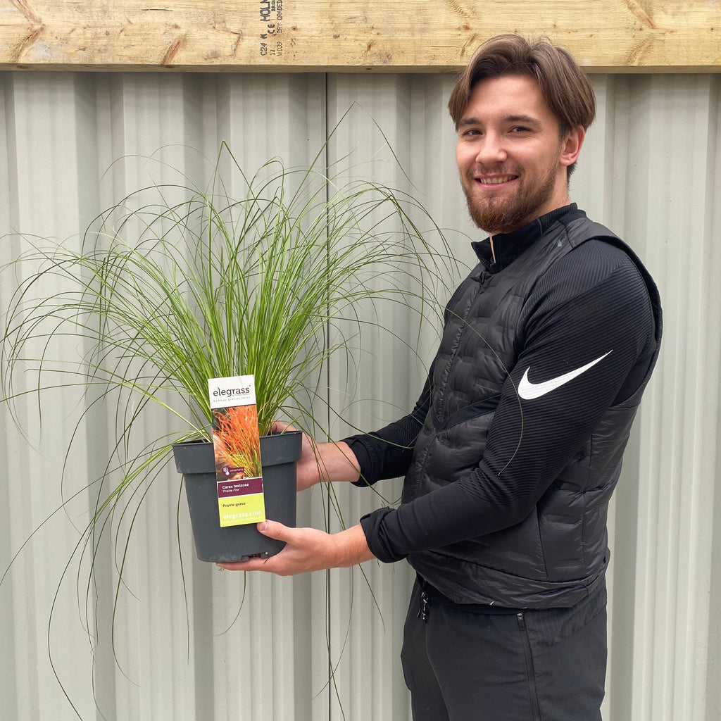 Carex testacea 'Prairie Fire' Grass 3L
