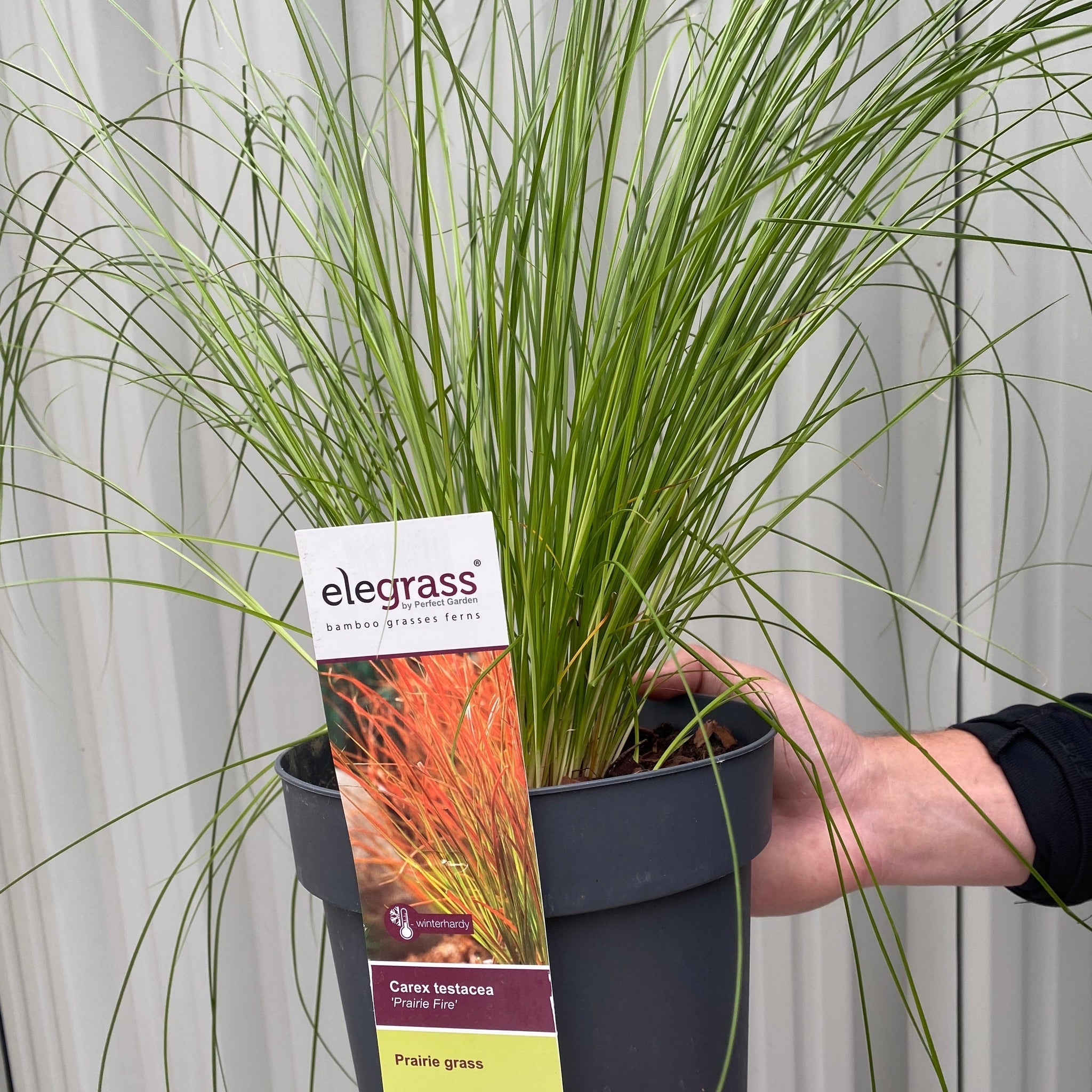 Carex testacea 'Prairie Fire' Grass 3L