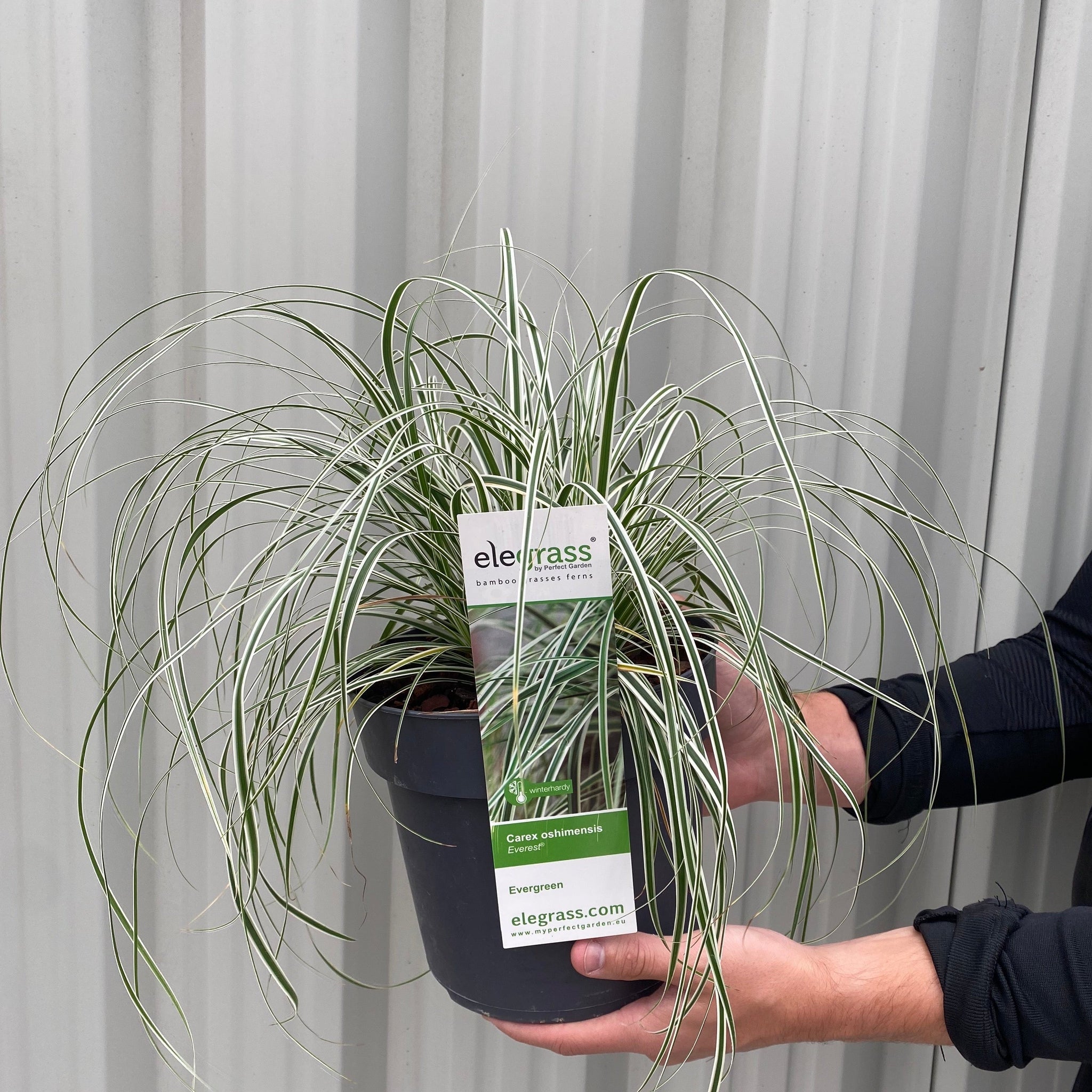 Carex - Everest | Ornamental Grass 9cm / 1L / 2L