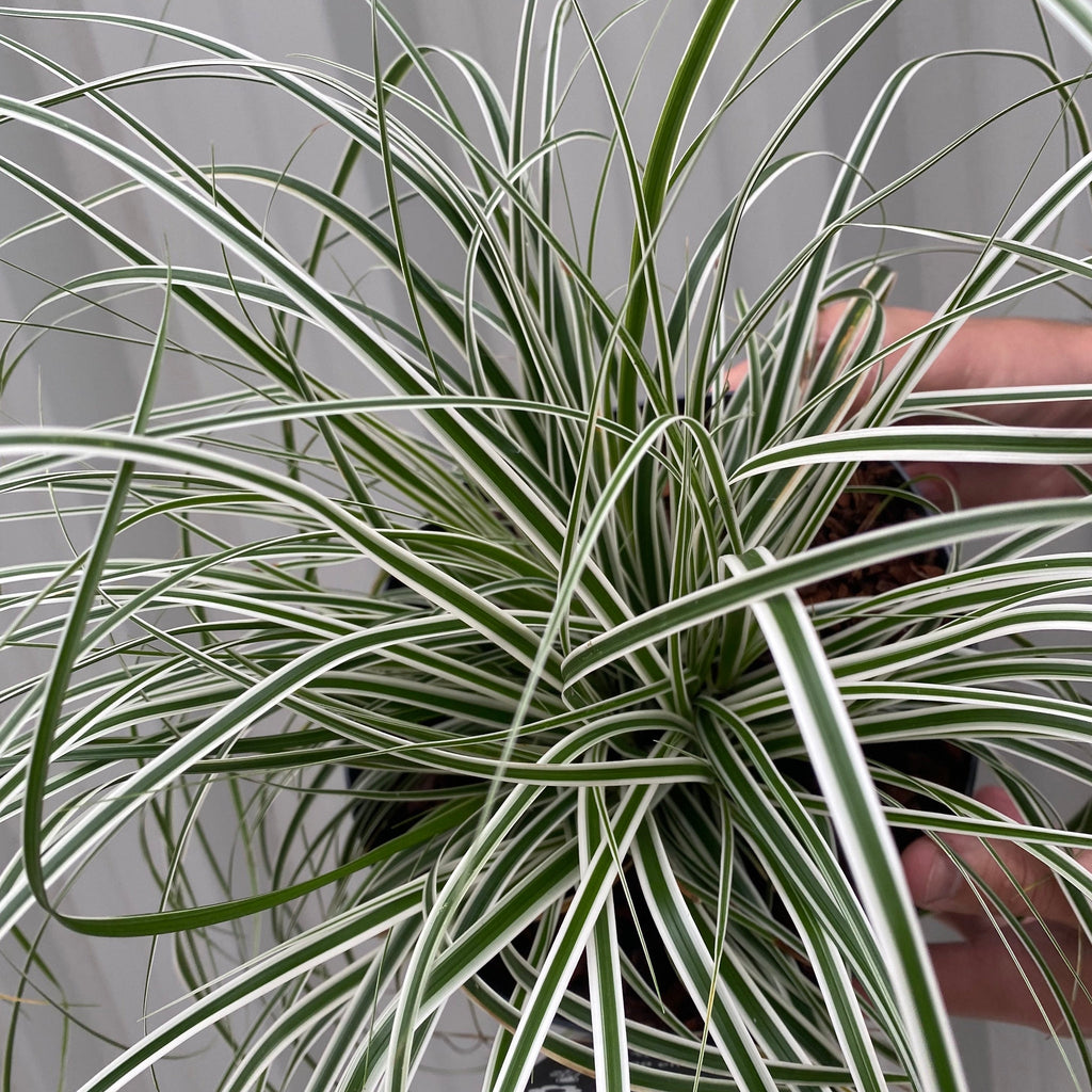 Carex - Everest | Ornamental Grass 9cm / 1L / 2L